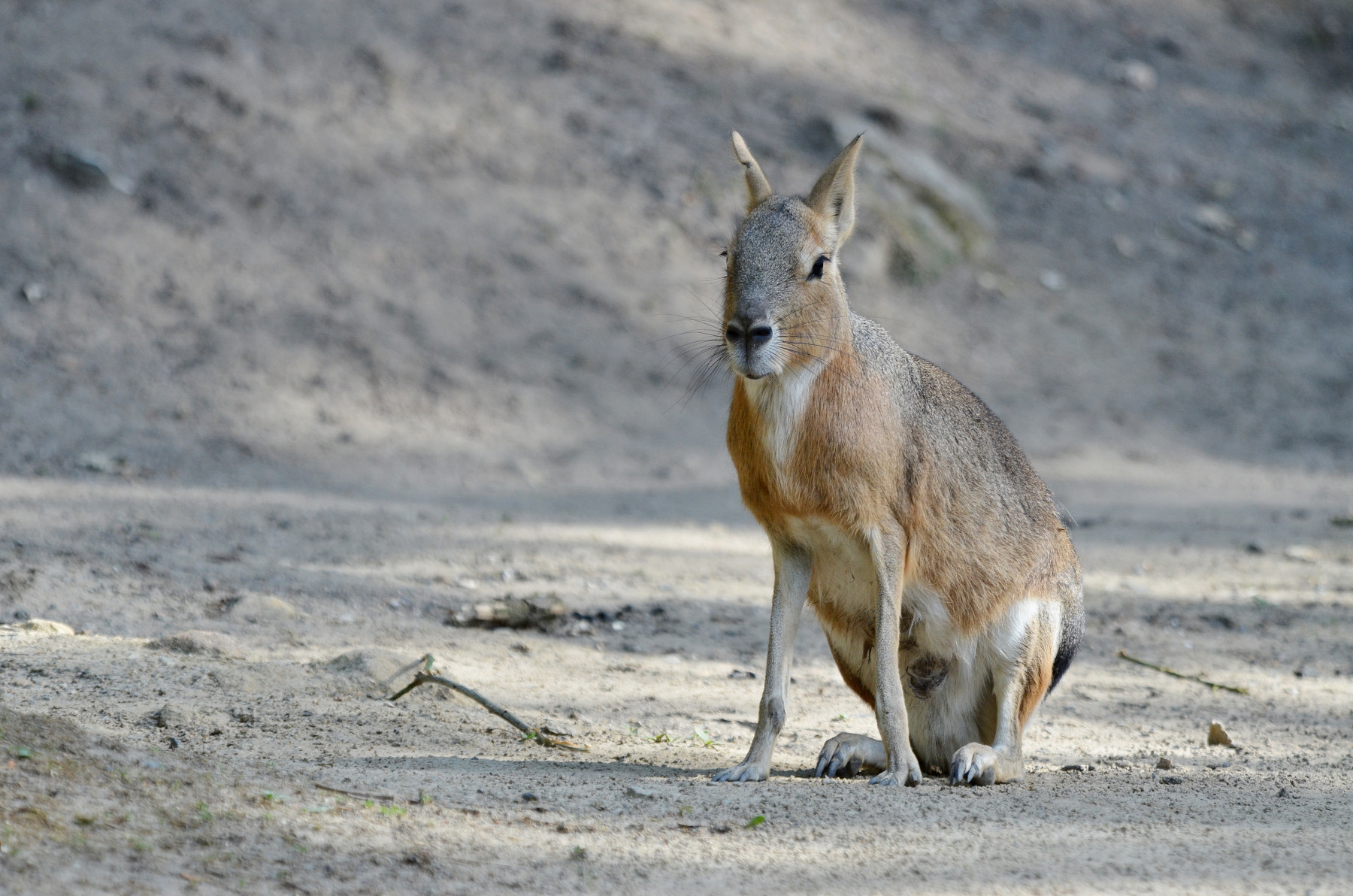 ZOO DĚČÍN
