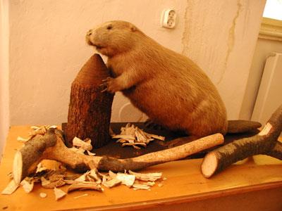 Expozice o přírodě