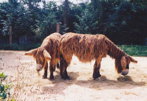 ZOO PARK VYKOV